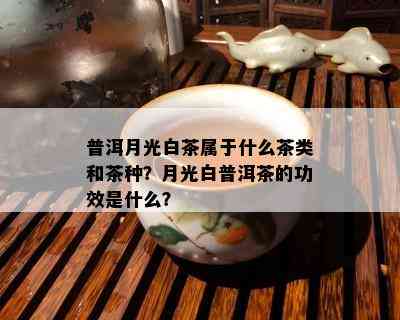 普洱月光白茶属于什么茶类和茶种？月光白普洱茶的功效是什么？