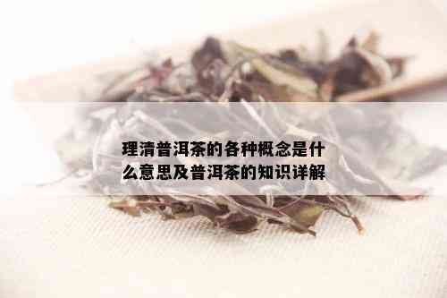 理清普洱茶的各种概念是什么意思及普洱茶的知识详解