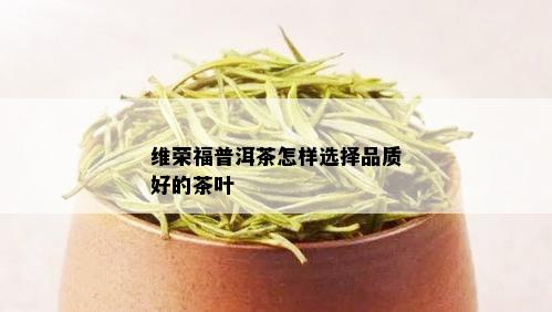 维荣福普洱茶怎样选择品质好的茶叶