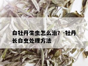 白牡丹生虫怎么治？-牡丹长白虫处理方法