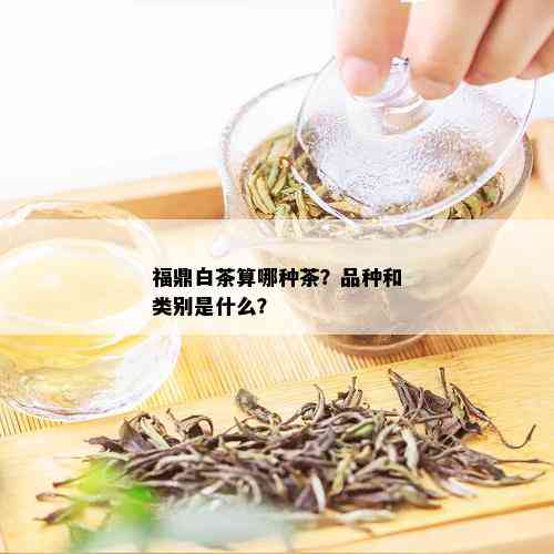 福鼎白茶算哪种茶？品种和类别是什么？