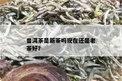 普洱茶是新茶吗现在还是老茶好？