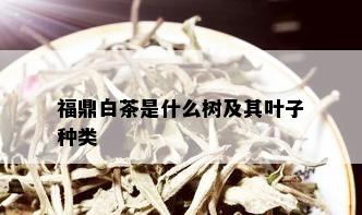 福鼎白茶是什么树及其叶子种类