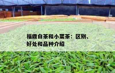 福鼎白茶和小菜茶：区别、好处和品种介绍