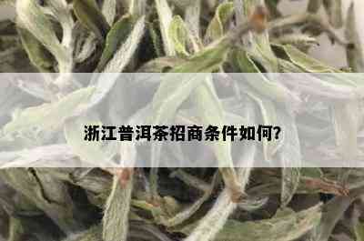 浙江普洱茶招商条件如何？