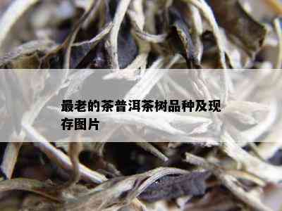 最老的茶普洱茶树品种及现存图片