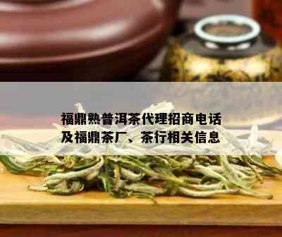 福鼎熟普洱茶代理招商电话及福鼎茶厂、茶行相关信息