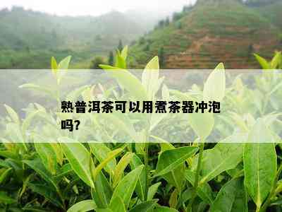 熟普洱茶可以用煮茶器冲泡吗？