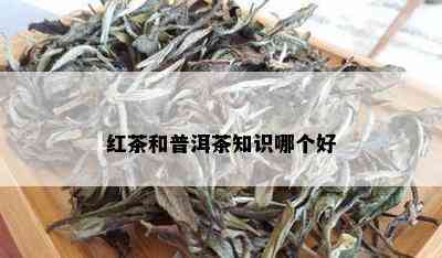 红茶和普洱茶知识哪个好