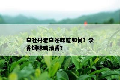 白牡丹老白茶味道如何？淡香味或清香？