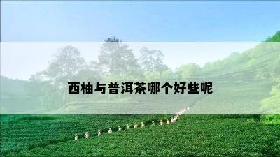 西柚与普洱茶哪个好些呢