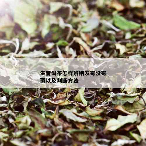 生普洱茶怎样辨别发霉没霉菌以及判断方法