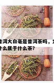 普洱大白毫是普洱茶吗，为什么属于什么茶？