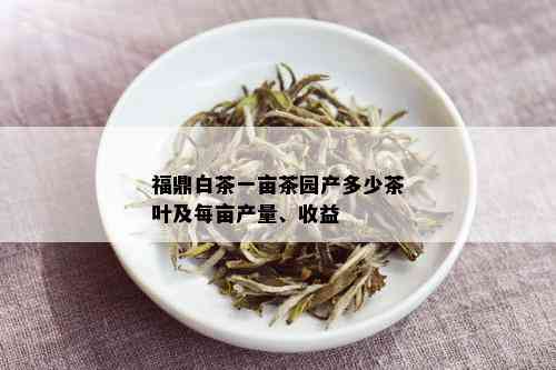 福鼎白茶一亩茶园产多少茶叶及每亩产量、收益