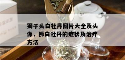 狮子头白牡丹图片大全及头像，狮白牡丹的症状及治疗方法