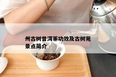 州古树普洱茶功效及古树苑景点简介