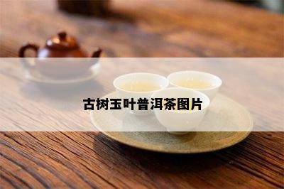 古树玉叶普洱茶图片