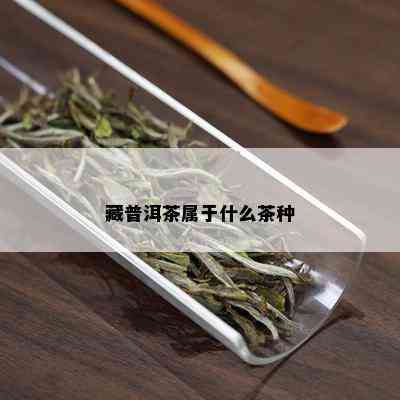 藏普洱茶属于什么茶种