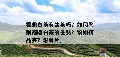 福鼎白茶有生茶吗？如何鉴别福鼎白茶的生熟？该如何品尝？附图片。