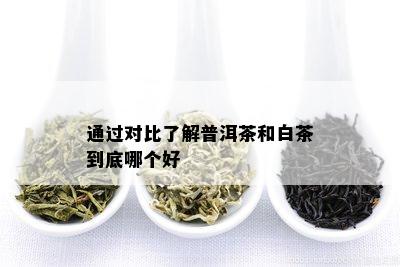 通过对比了解普洱茶和白茶到底哪个好