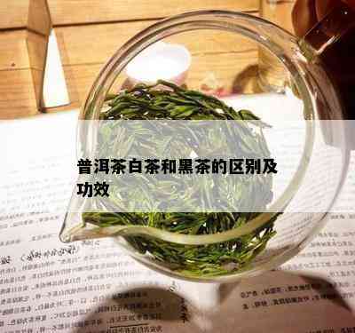 普洱茶白茶和黑茶的区别及功效