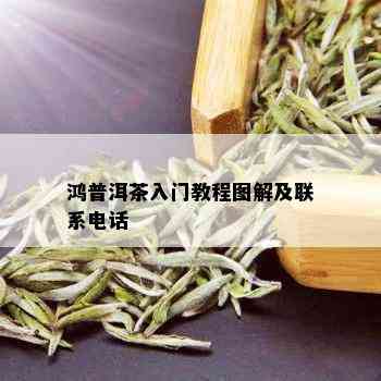 鸿普洱茶入门教程图解及联系电话