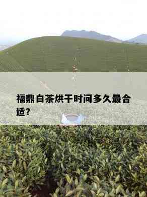 福鼎白茶烘干时间多久最合适？