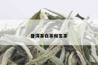 普洱茶白茶和生茶