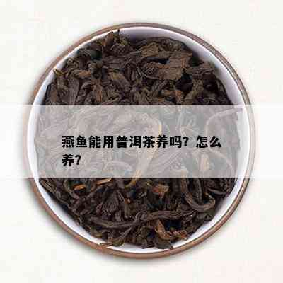 燕鱼能用普洱茶养吗？怎么养？