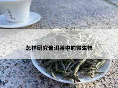 怎样研究普洱茶中的微生物