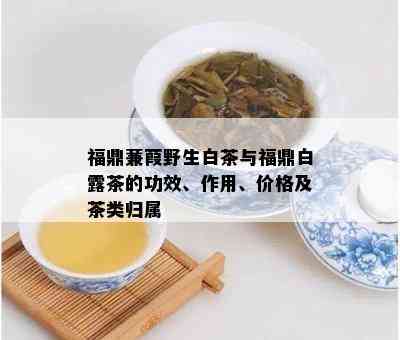 福鼎蒹葭野生白茶与福鼎白露茶的功效、作用、价格及茶类归属