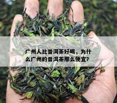 广州人比普洱茶好喝，为什么广州的普洱茶那么便宜？