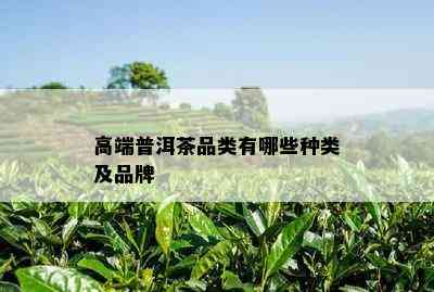 高端普洱茶品类有哪些种类及品牌