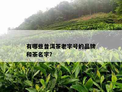 有哪些普洱茶老字号的品牌和茶名字？