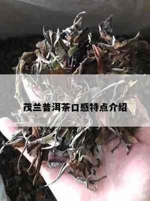 茂兰普洱茶口感特点介绍