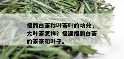 福鼎白茶秒叶茶叶的功效，大叶茶怎样？福建福鼎白茶的茶毫和叶子。