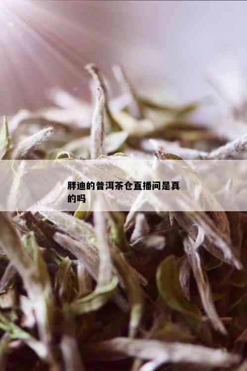 胖迪的普洱茶仓直播间是真的吗