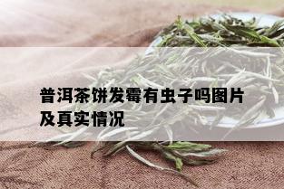 普洱茶饼发霉有虫子吗图片及真实情况