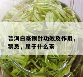 普洱白毫银针功效及作用，禁忌，属于什么茶