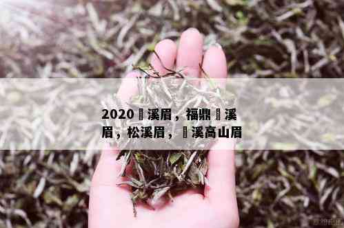 2020磻溪眉，福鼎磻溪眉，松溪眉，磻溪高山眉