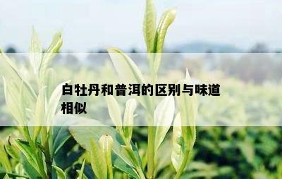 白牡丹和普洱的区别与味道相似