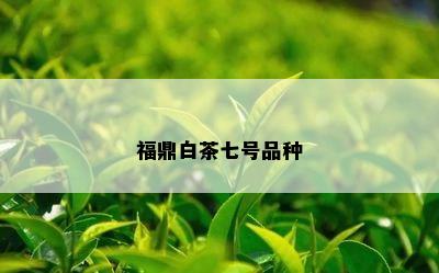 福鼎白茶七号品种