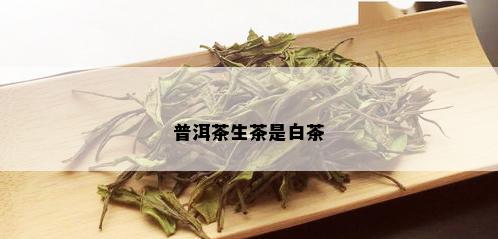 普洱茶生茶是白茶