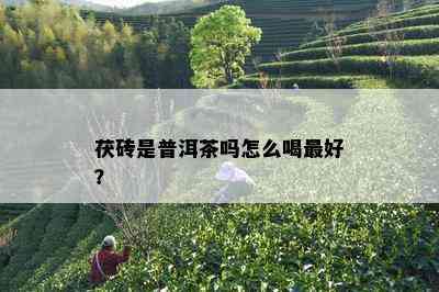 茯砖是普洱茶吗怎么喝更好？