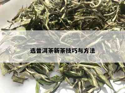 选普洱茶新茶技巧与方法