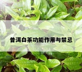 普洱白茶功能作用与禁忌