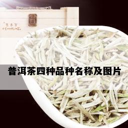 普洱茶四种品种名称及图片