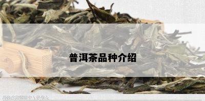 普洱茶品种介绍