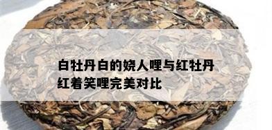 白牡丹白的娆人哩与红牡丹红着笑哩完美对比