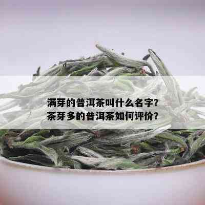 满芽的普洱茶叫什么名字？茶芽多的普洱茶如何评价？